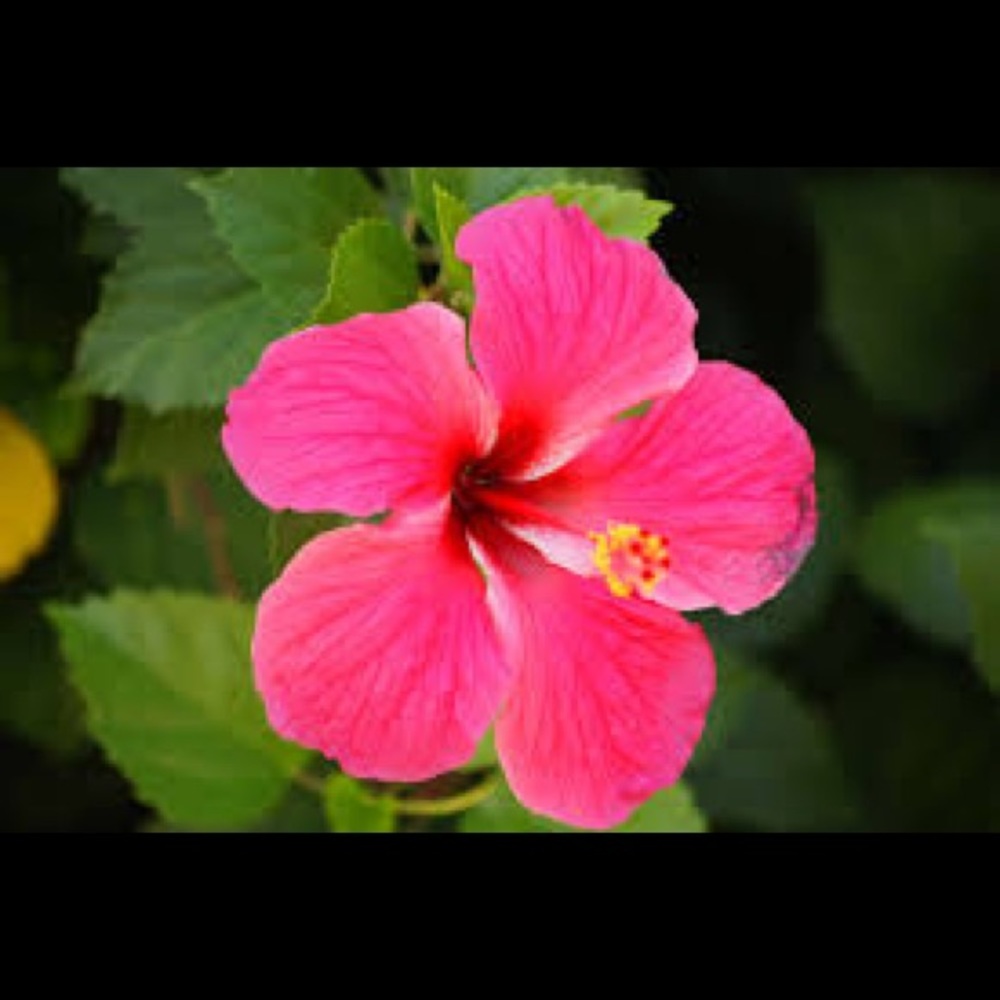 Meet your Posher, Imani